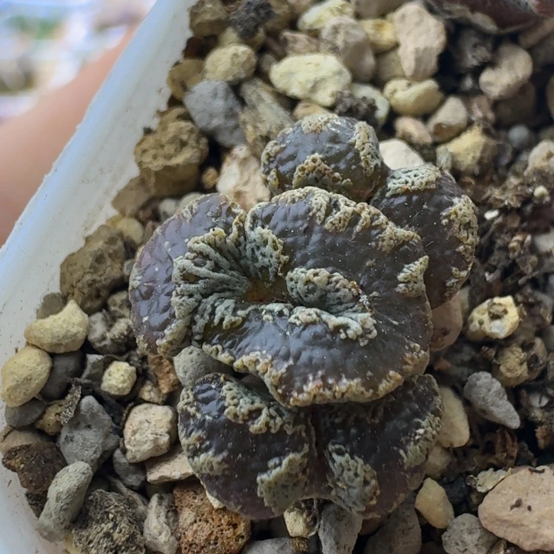 20号超蝶缀化一物一拍