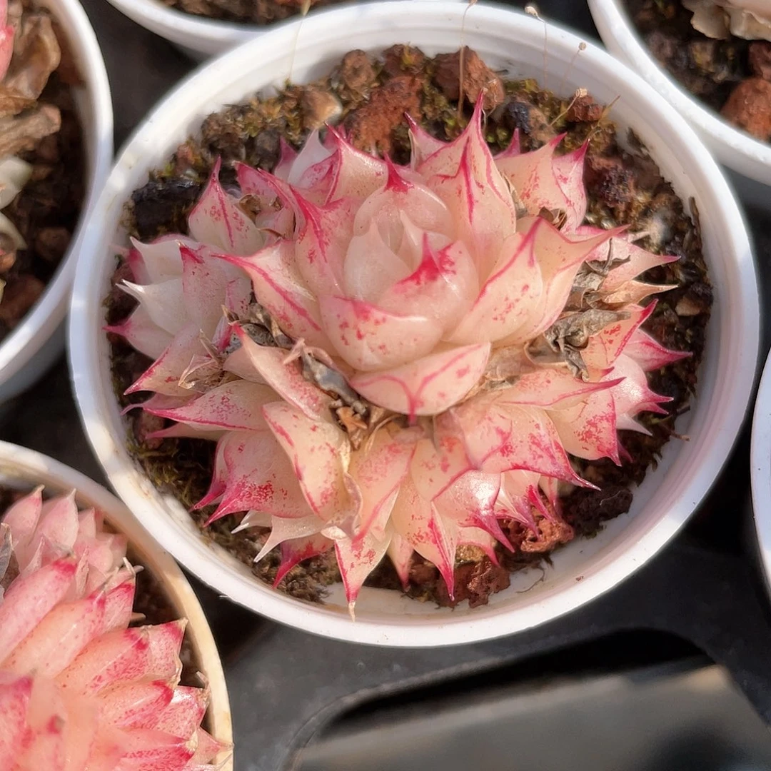 N****G优选麦秆福利9076