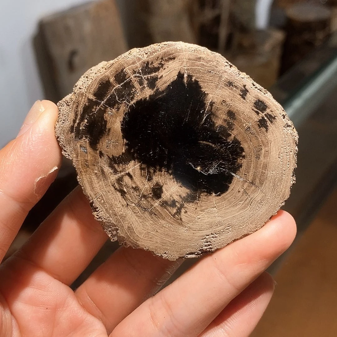 硅化玉天然北票树化玉原石未镶嵌