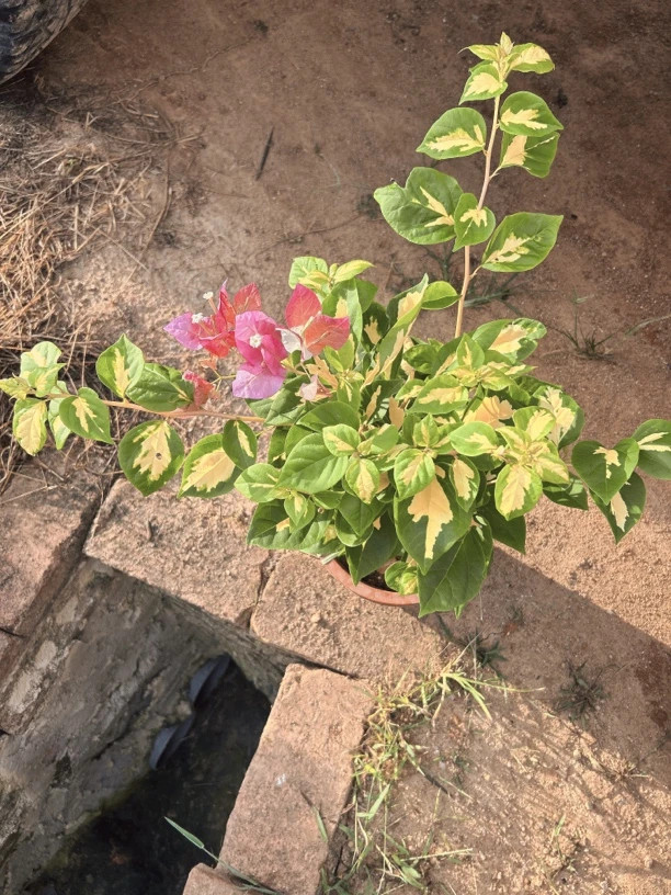 多色三角梅（凤祥三角梅）