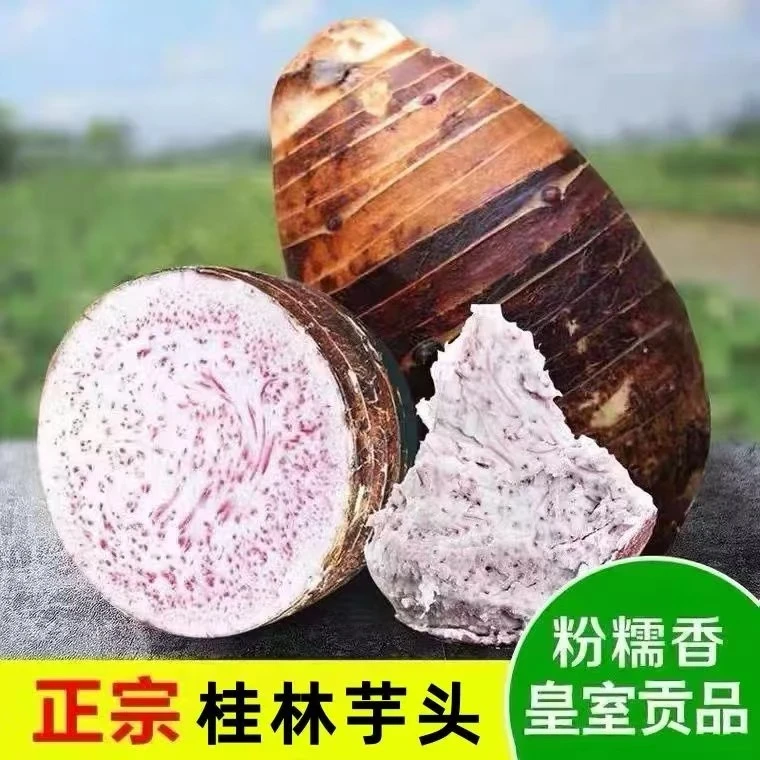 （东三省拍）广西正宗桂林芋头新鲜现挖粉糯香芋农家特产