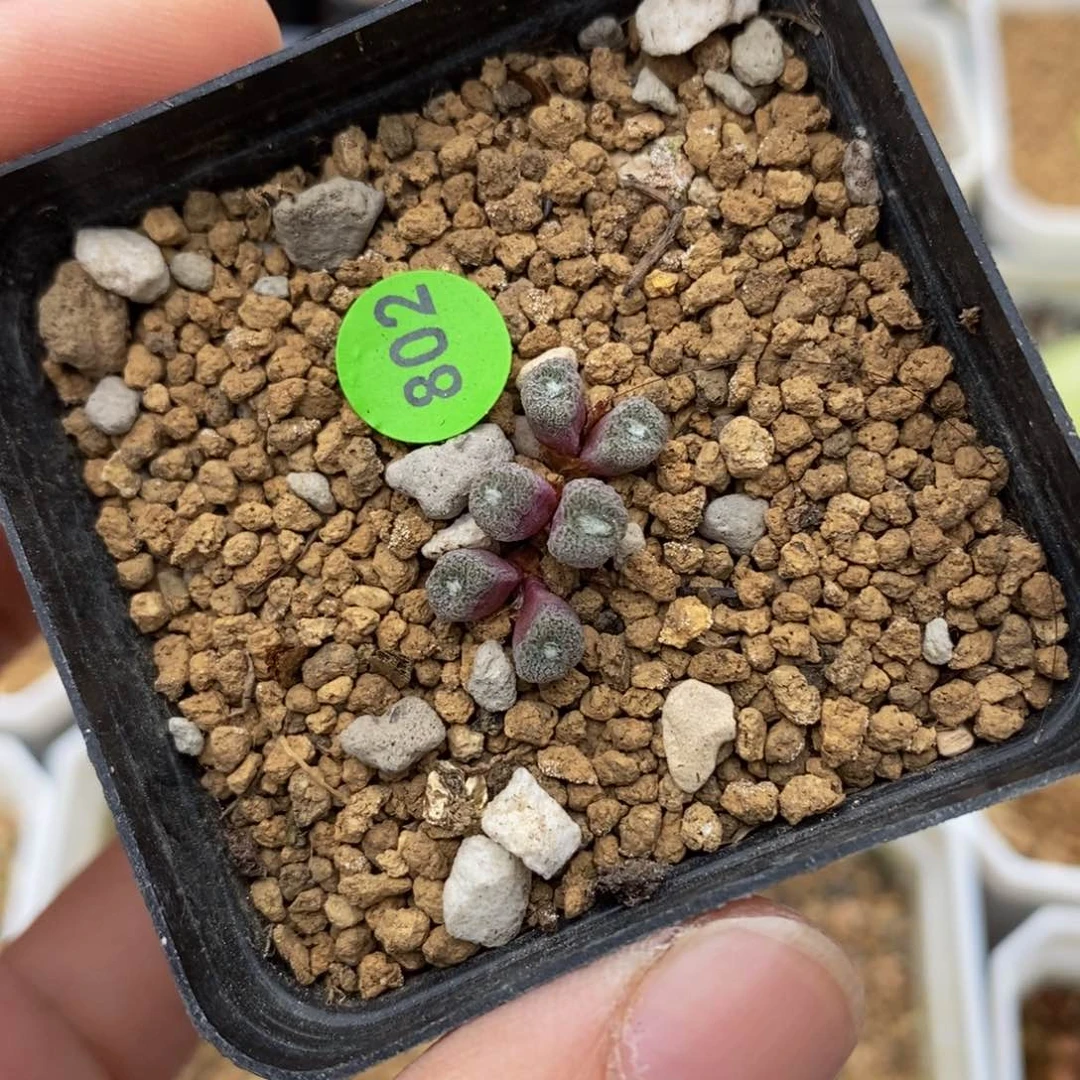 猕猴桃多肉带盆802