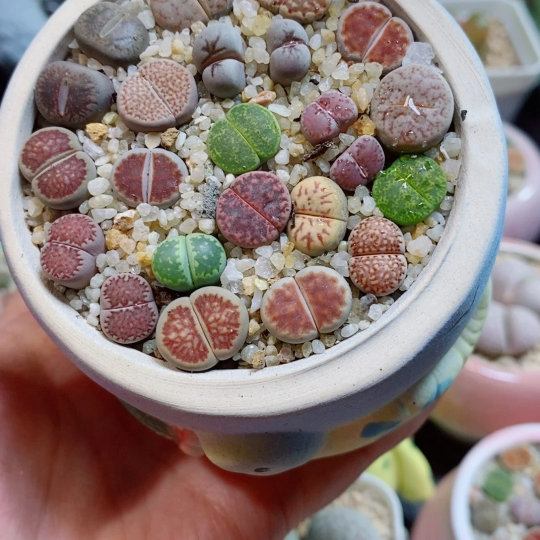 生石花花花花开了303