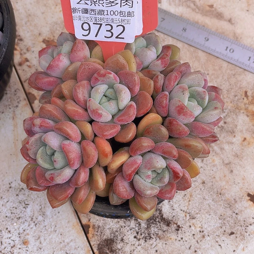 9732花斑鹿多肉植物