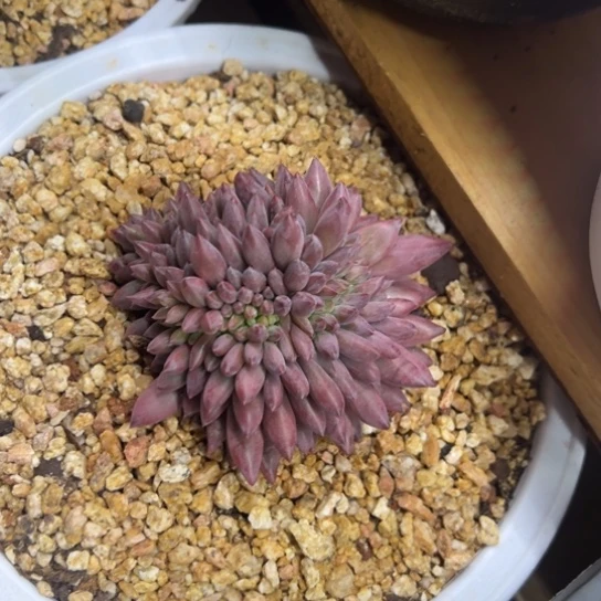 虞美人 流沙体 夏鸣园艺