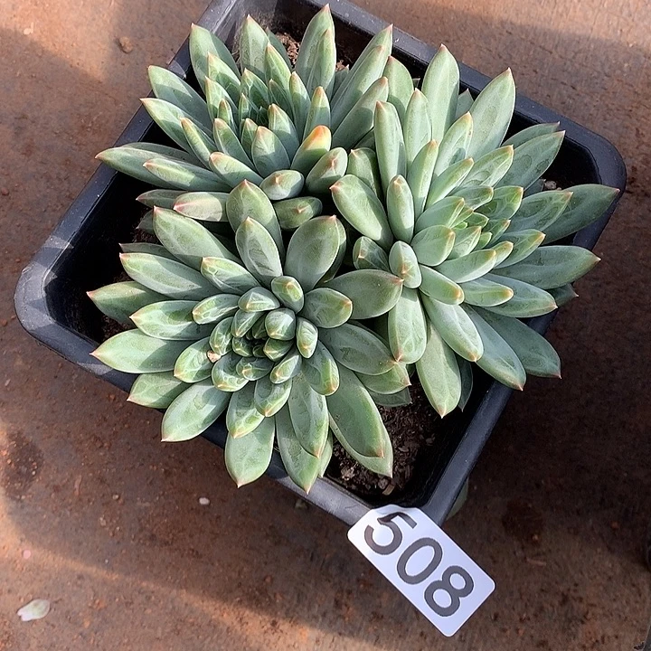 508青花瓷 一物一拍多肉