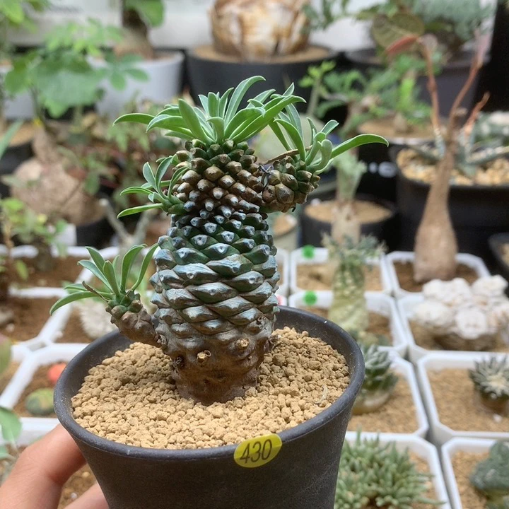 铁甲麒麟大戟带盆