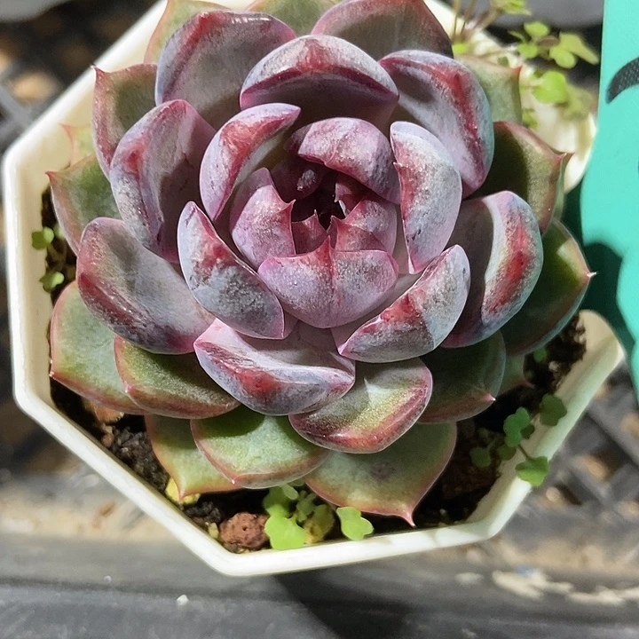 多肉植物蓝色妖姬7326