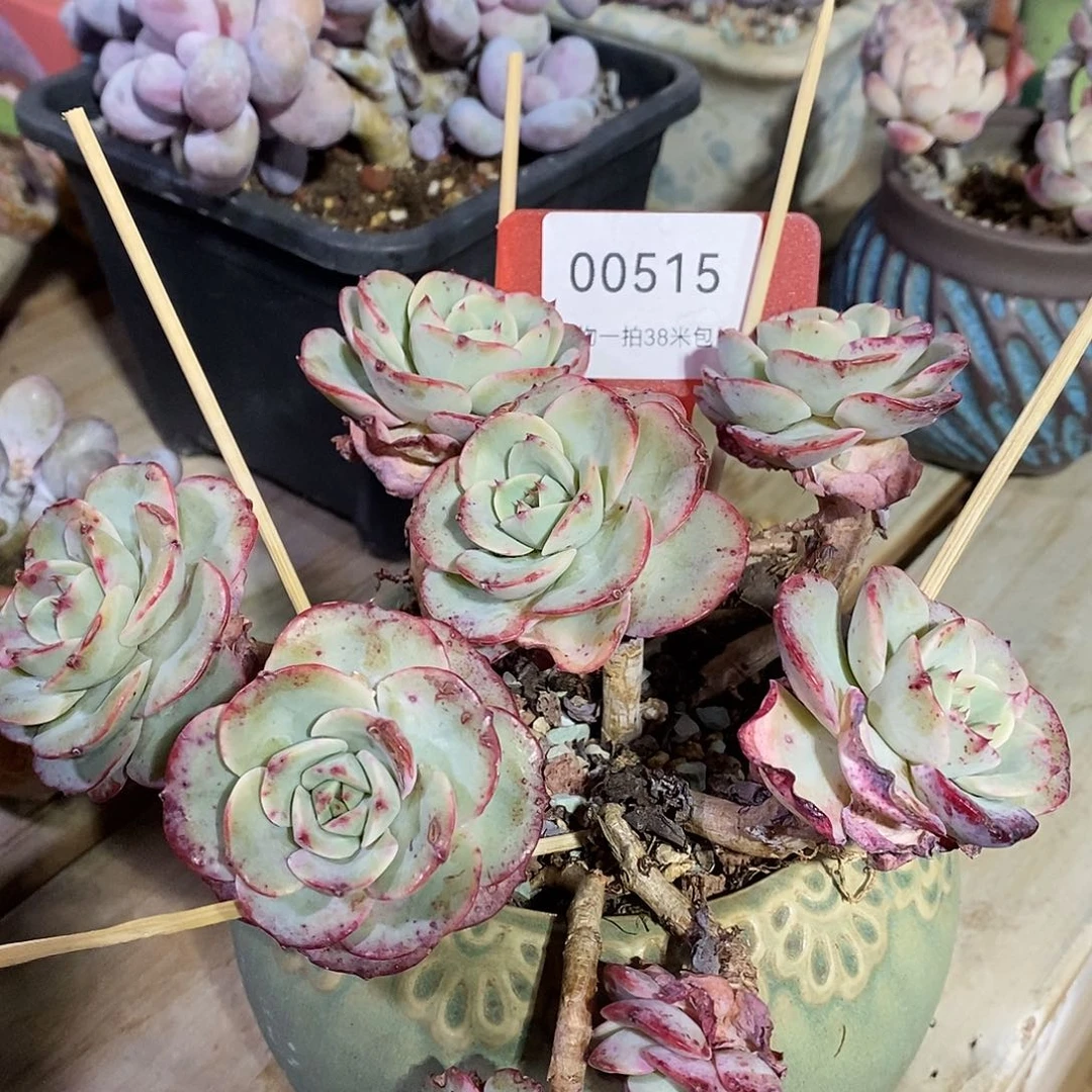 00515吧就，老KTV璐璐璐璐了