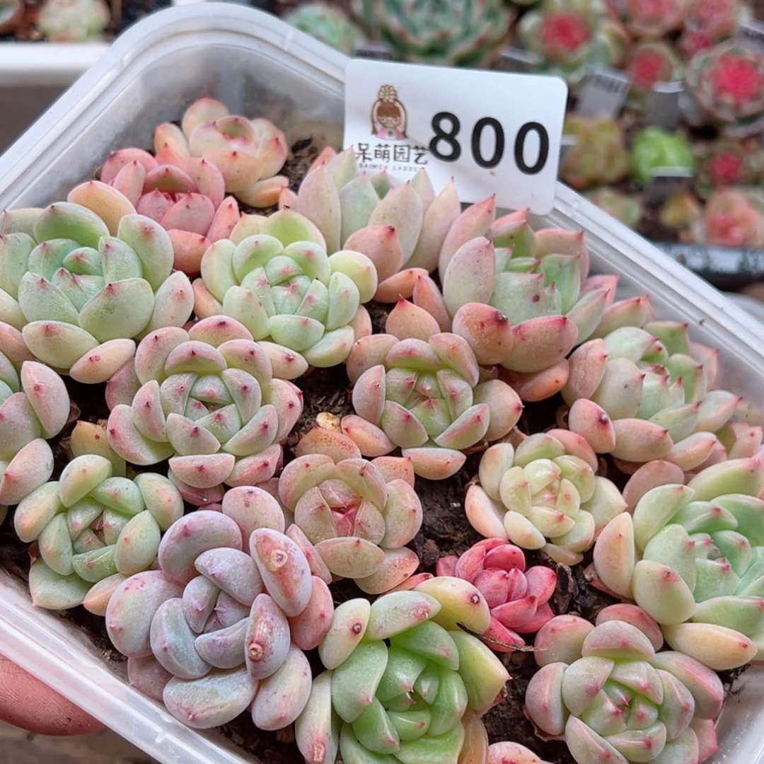 多肉植物多肉植物