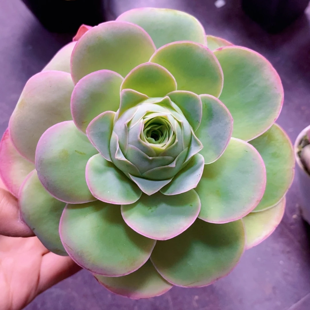 山地玫瑰下播福利一物一拍131大帕