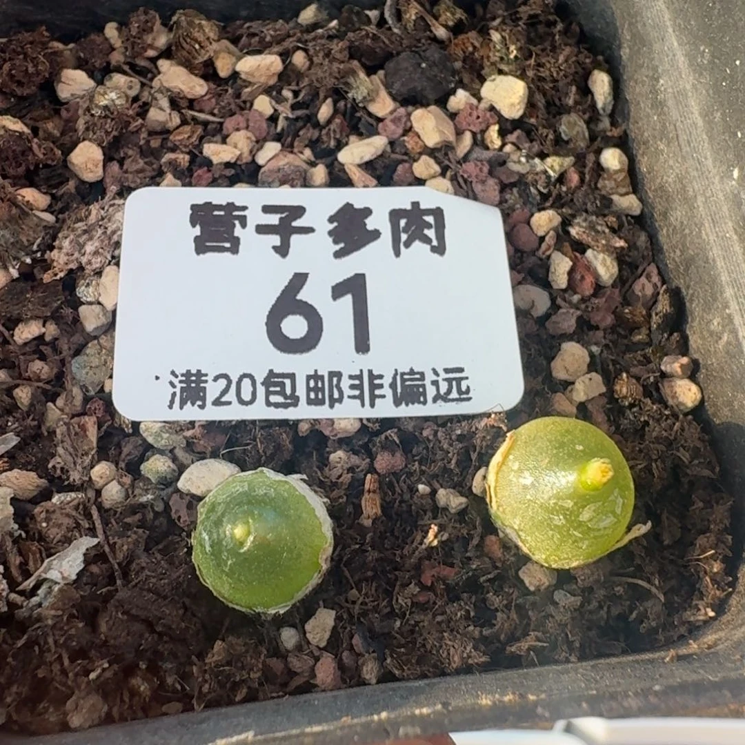 哈墨两颗带盆土。