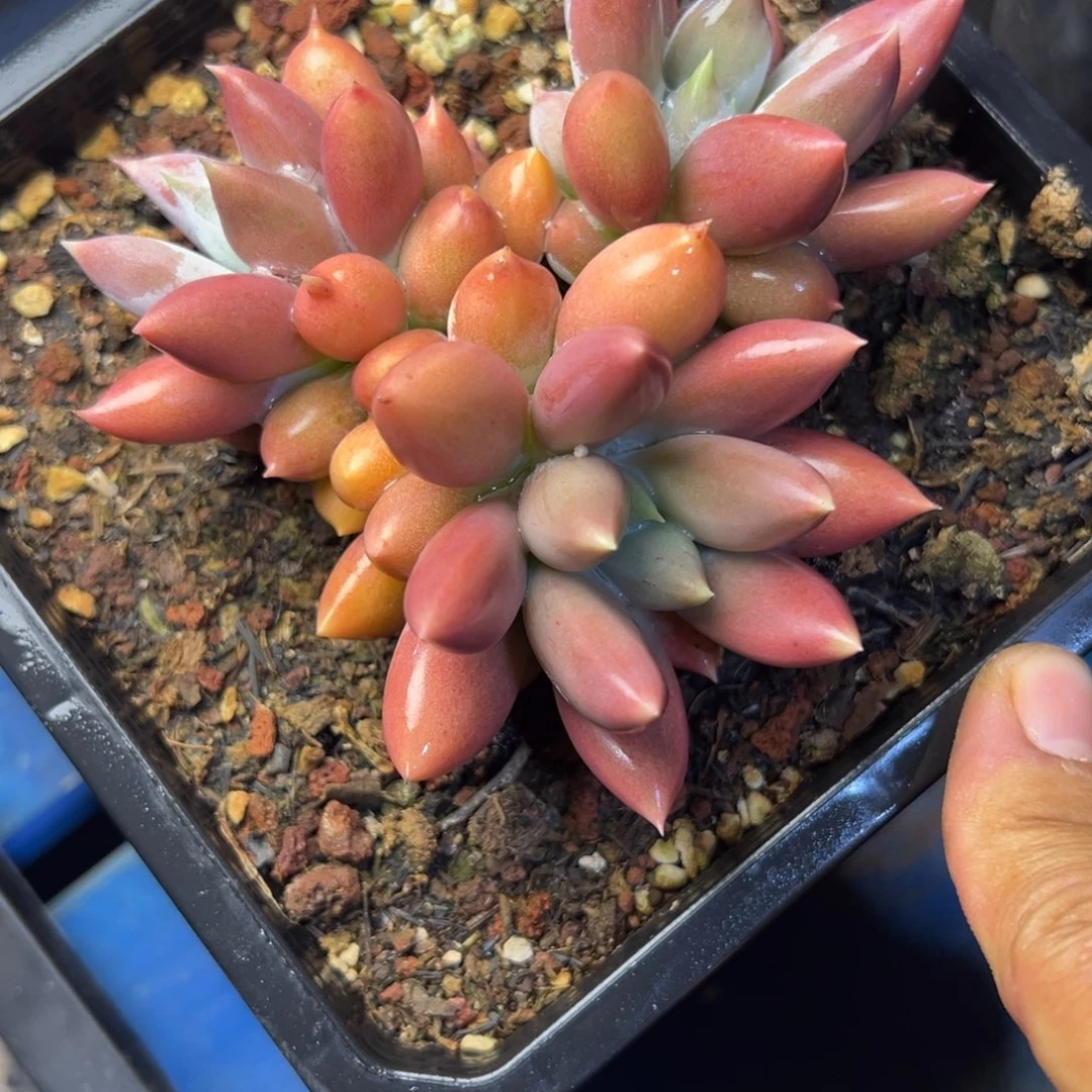 我***烤哥特多肉植物39.8