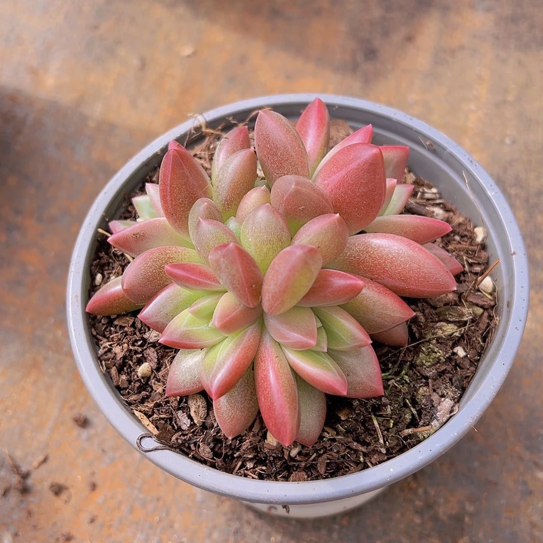 潇*妹迷雾泡泡，多肉植物，