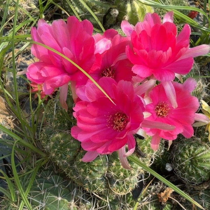 丽花仙人球仙人掌93