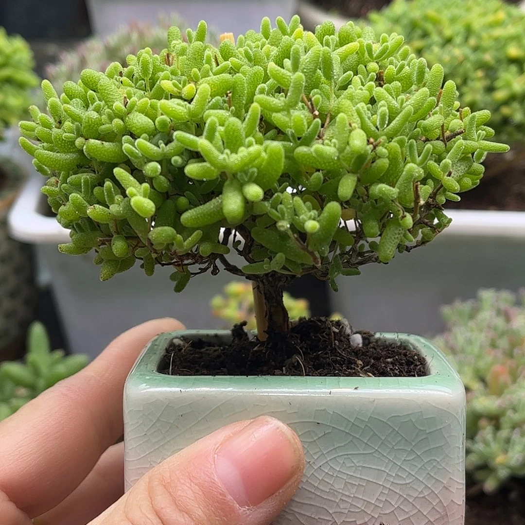 003蜜桔带盆优选枝干