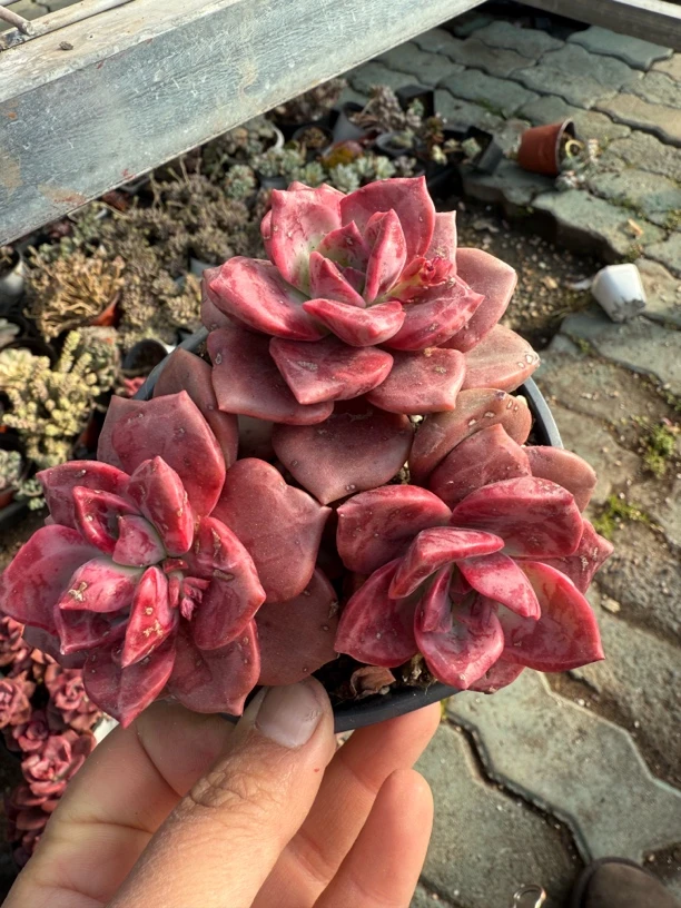 琉璃盏多肉植物 老桩