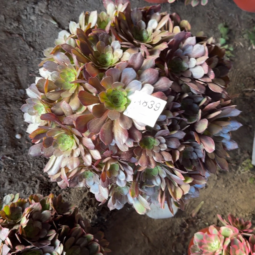 万七彩多肉839号法师多肉