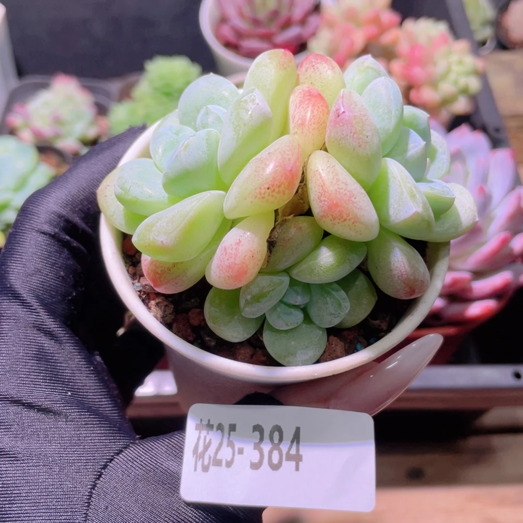 花利美25-384冰玉