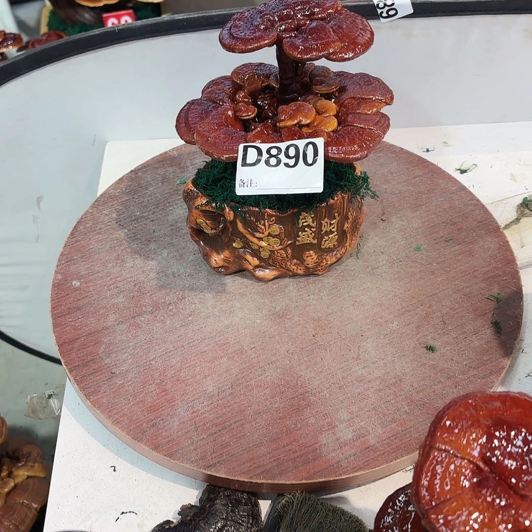 无花朵灵芝8888兔兔兔兔兔兔兔