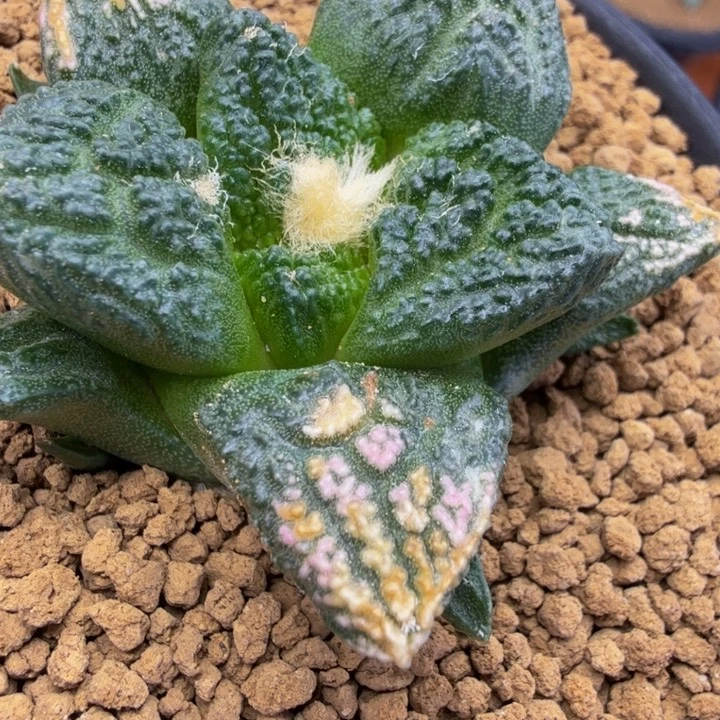 你**6蓝色割尤龟甲白锦