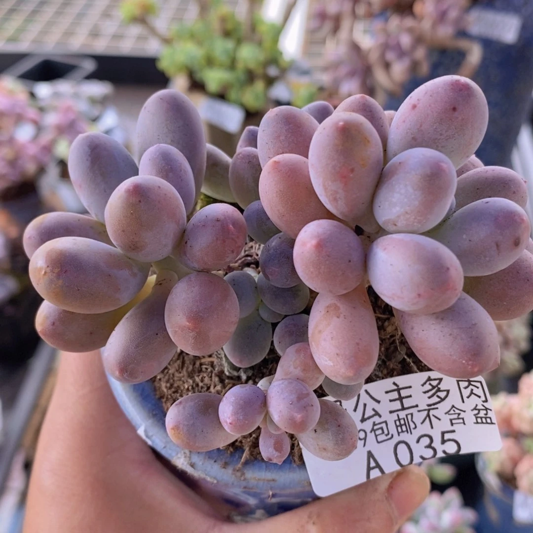 汤圆8cm035多肉植物