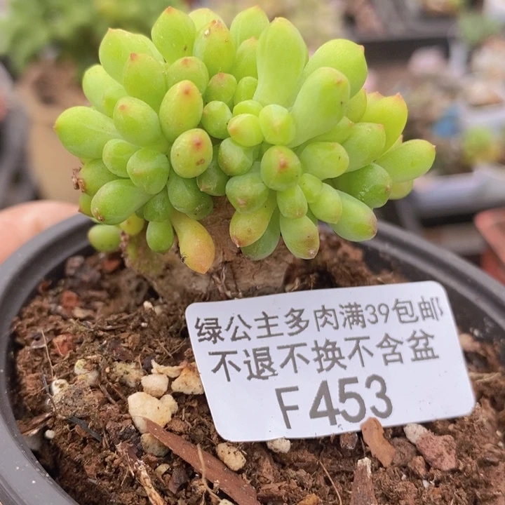 春萌缀5cm453多肉植物