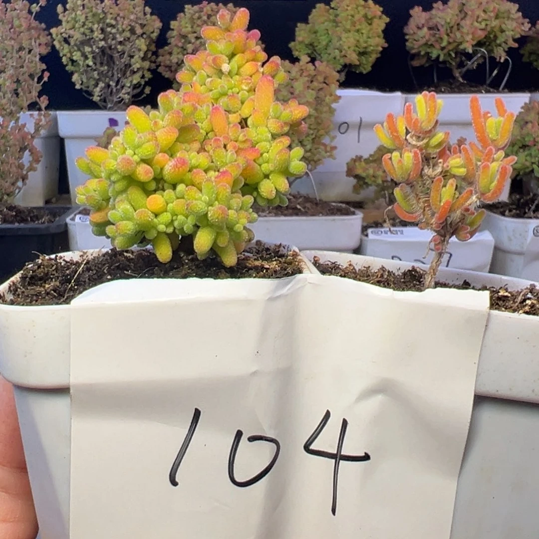 蜜橘荧光兔➕小惊喜