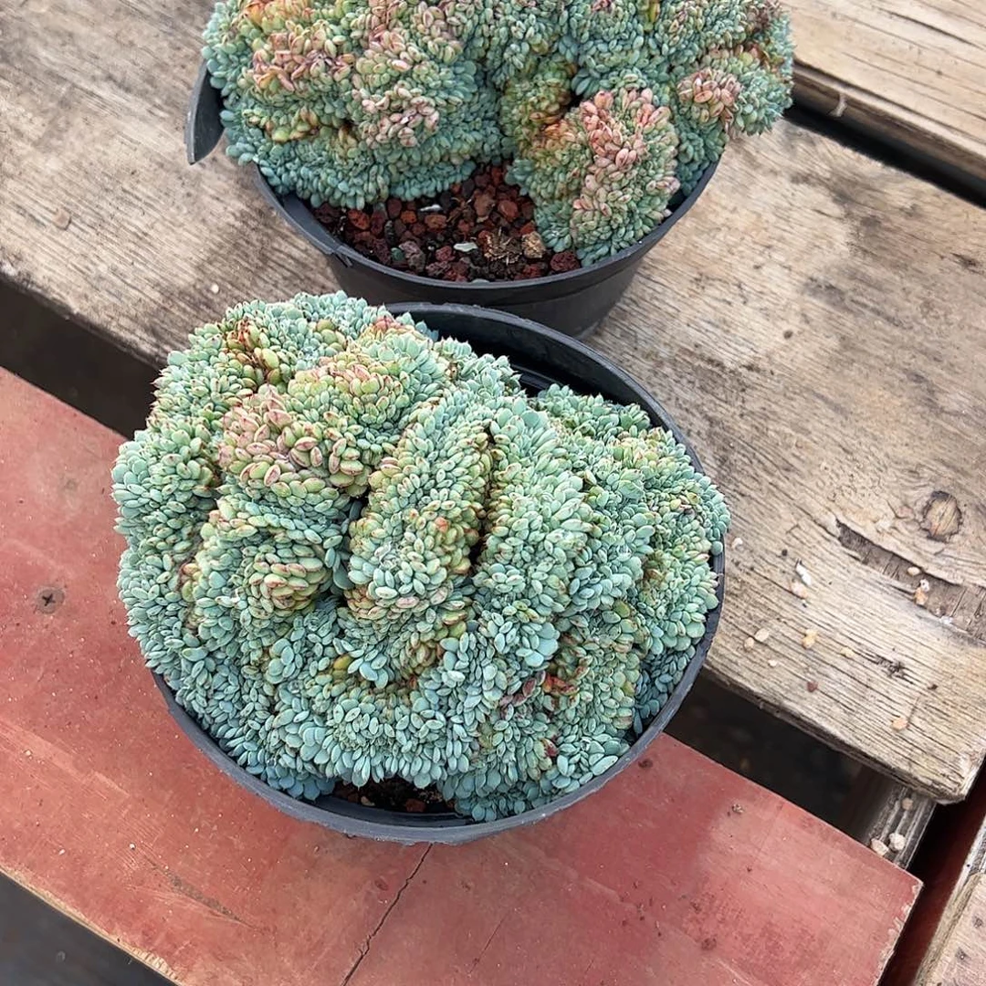 弄***！姬莲缀化2颗多肉植物