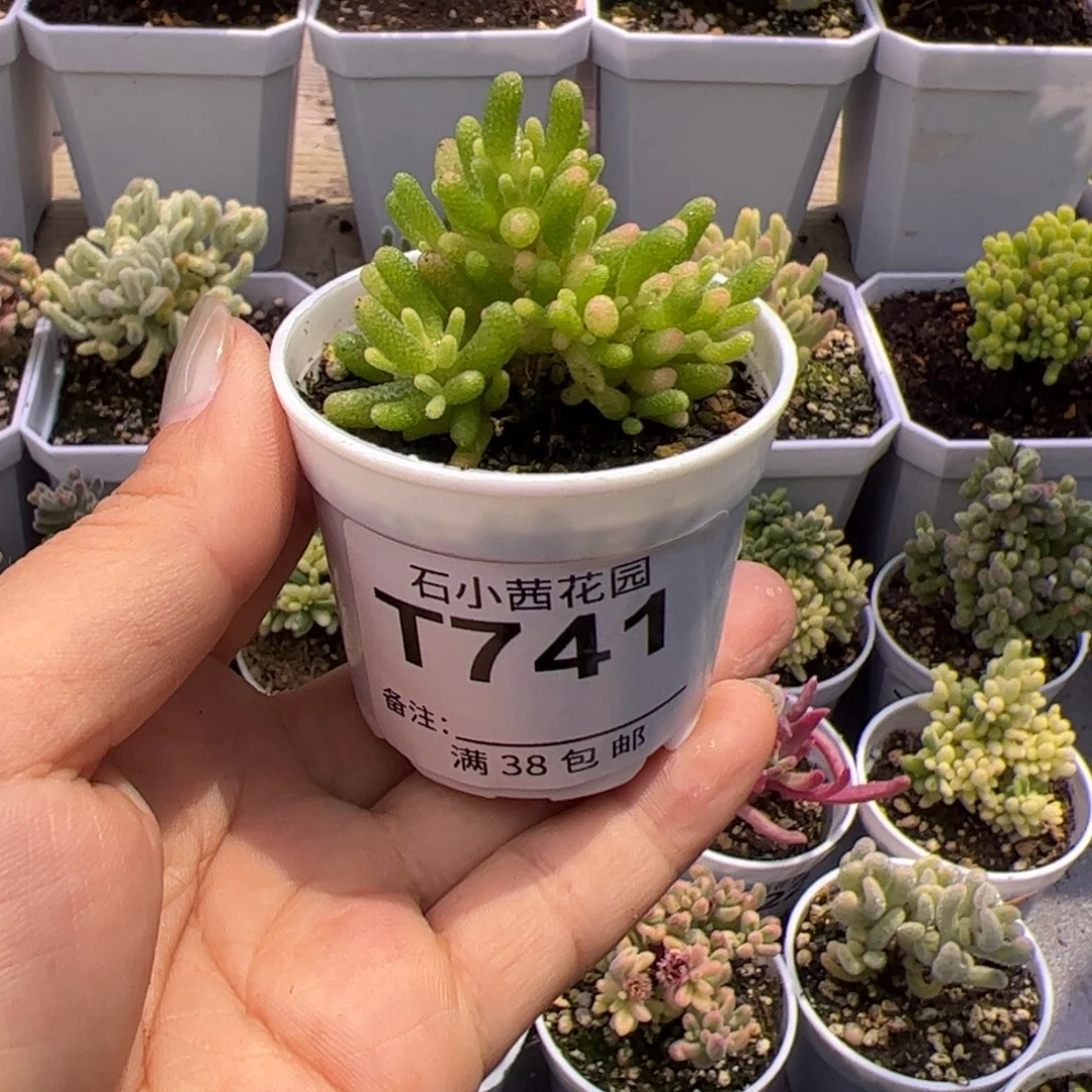 怕***头多肉植物枝干真猪