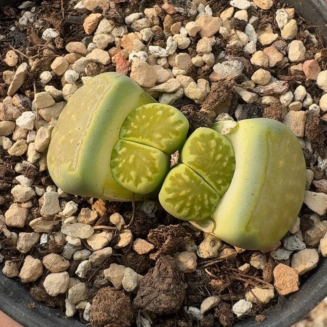 C014绿菊母本多肉