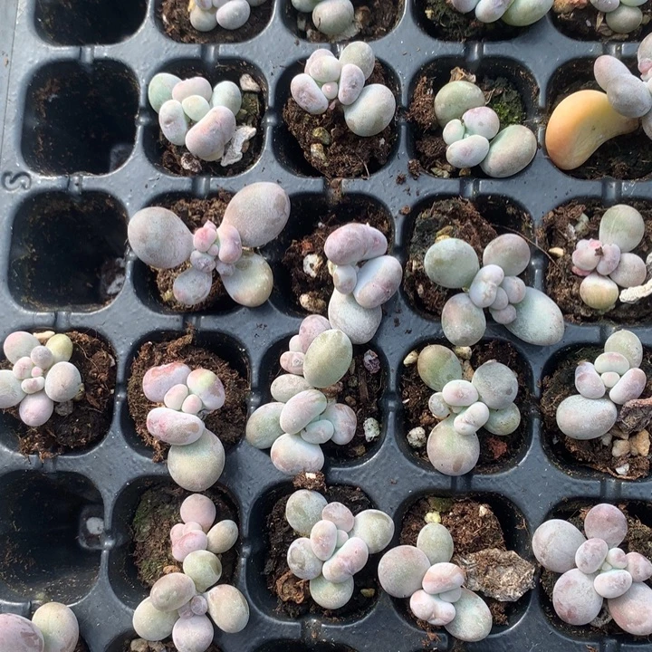 油煎多肉随机发满18包邮