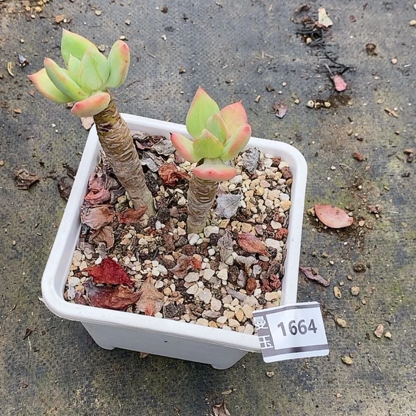 【闪购商品】欣**荣芒果美人1664