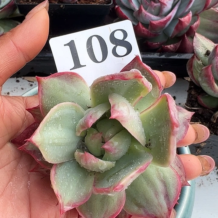 惊鸿惊鸿惊鸿 108叶展10默认裸根发货