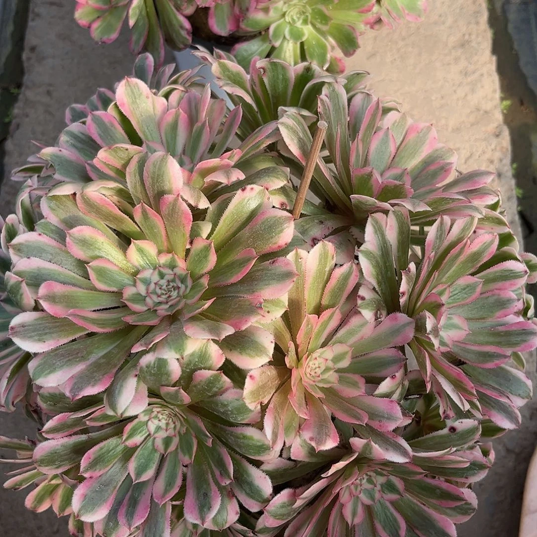 粉铜法师多肉植物漂亮