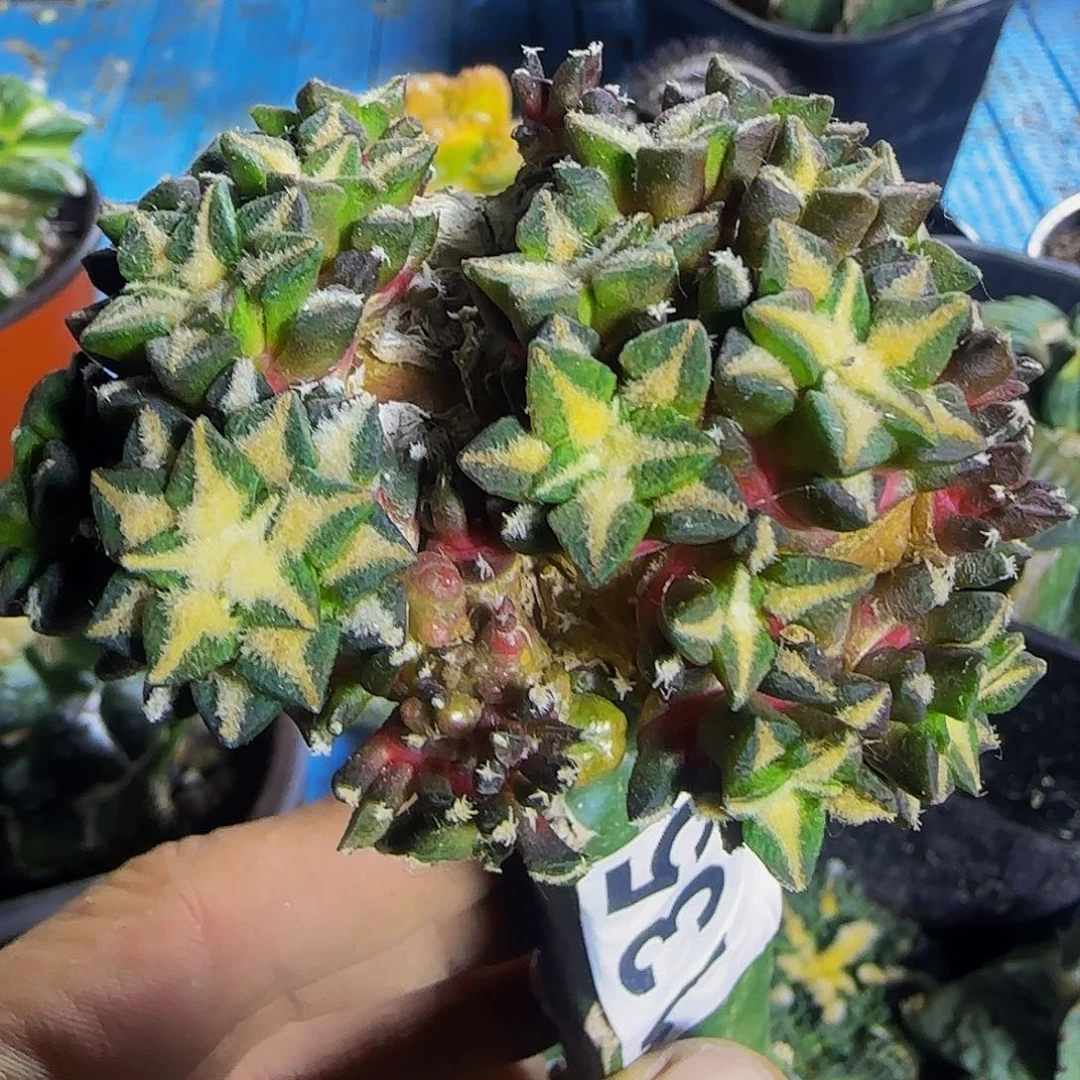黑牡丹群头135。