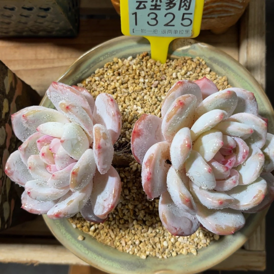 云尘多肉一物一拍不含盆1325