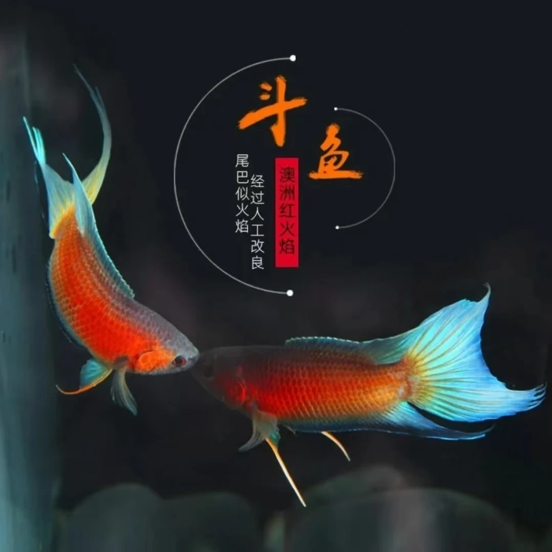澳洲荧光澳火斗鱼鳑鲏条纹小鲃金鱼伴侣北方小溪鱼新手好养活过