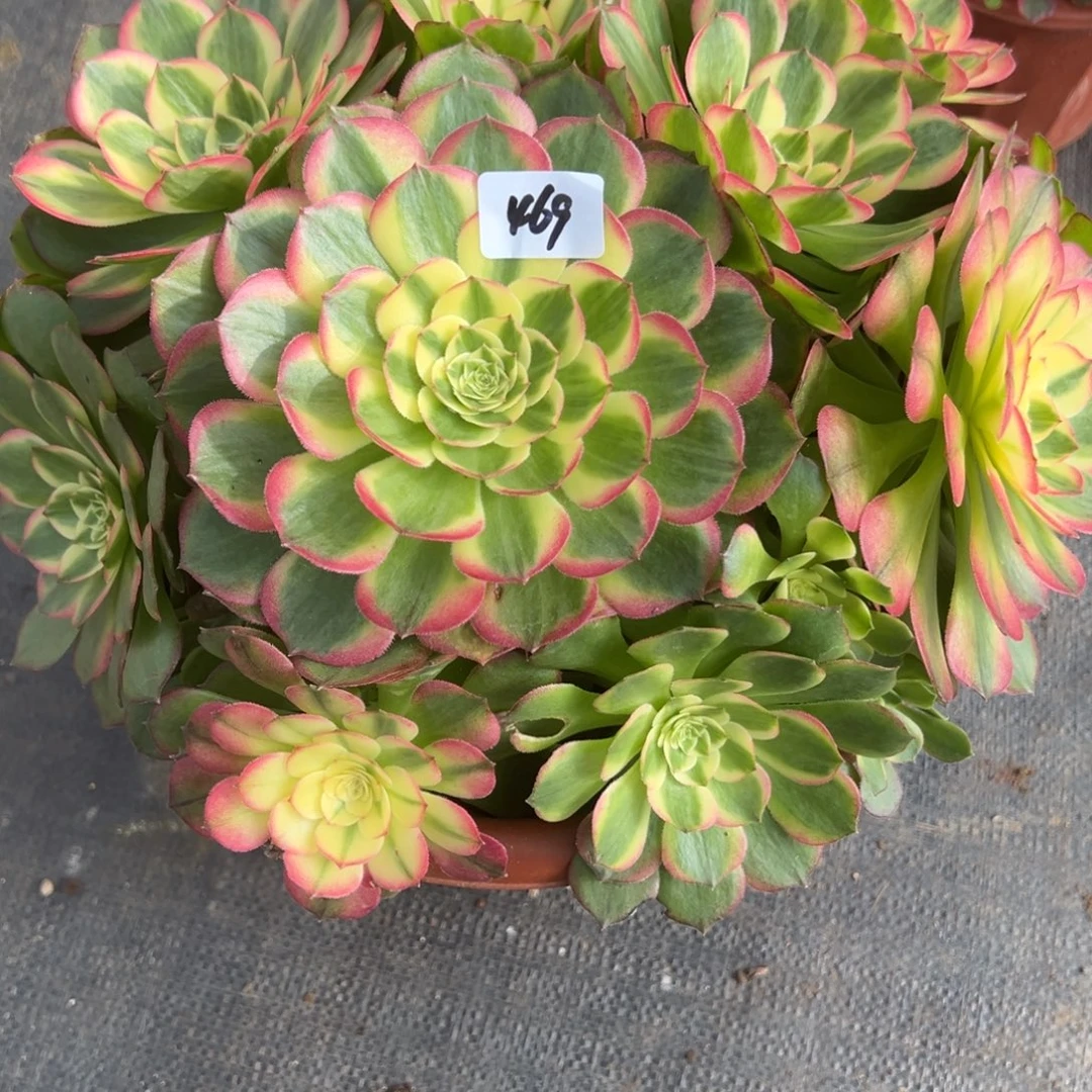 469粉海王多肉多肉多肉