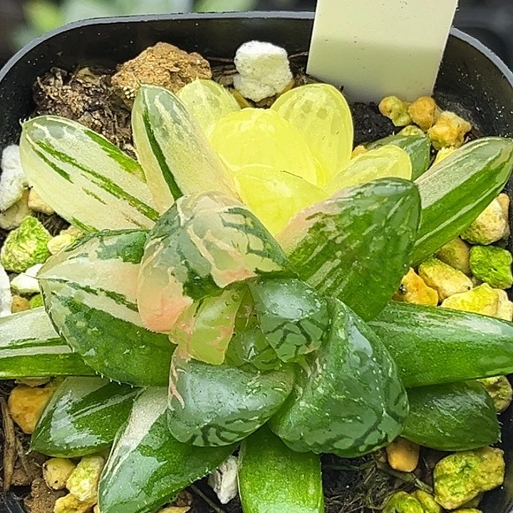 21双头玛琳玉露锦