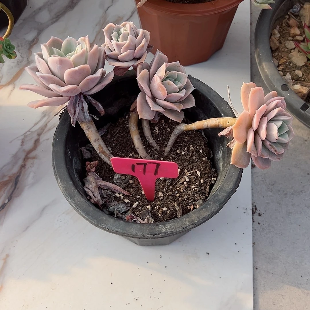 甜*177哈利沃森多肉