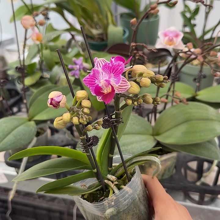 大部分开放少量花苞变异