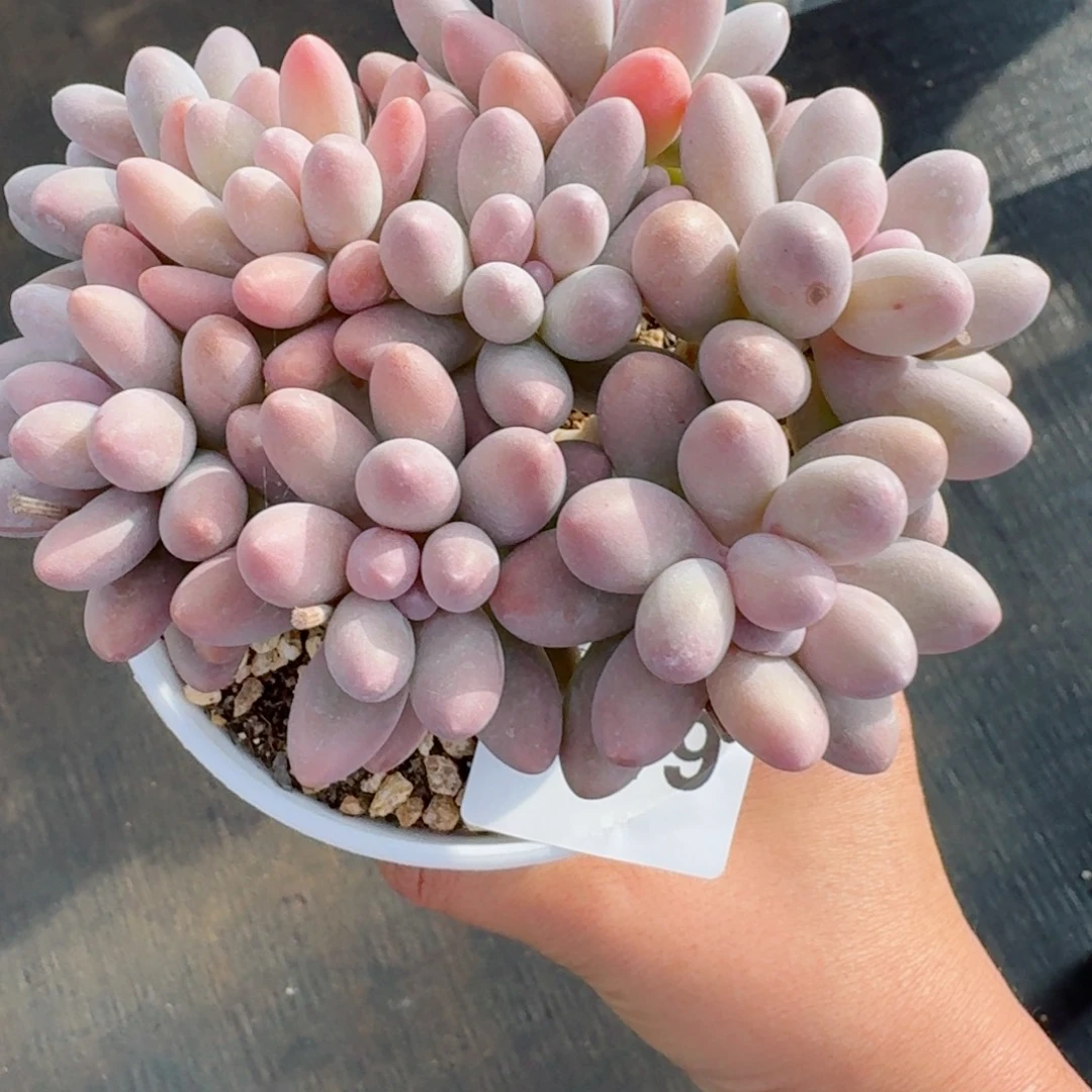 汤圆群生整装无砍