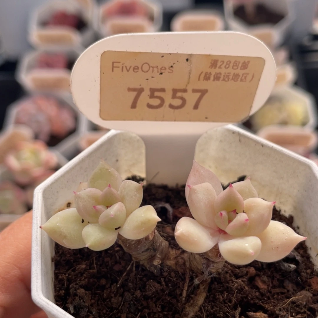 璀璨7557-5.0厘米