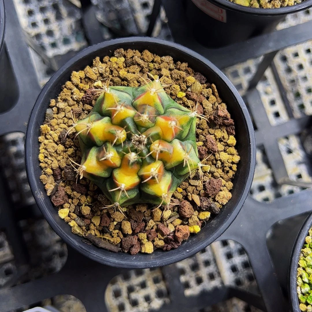 紫***x当前无花栽培后可以开花351