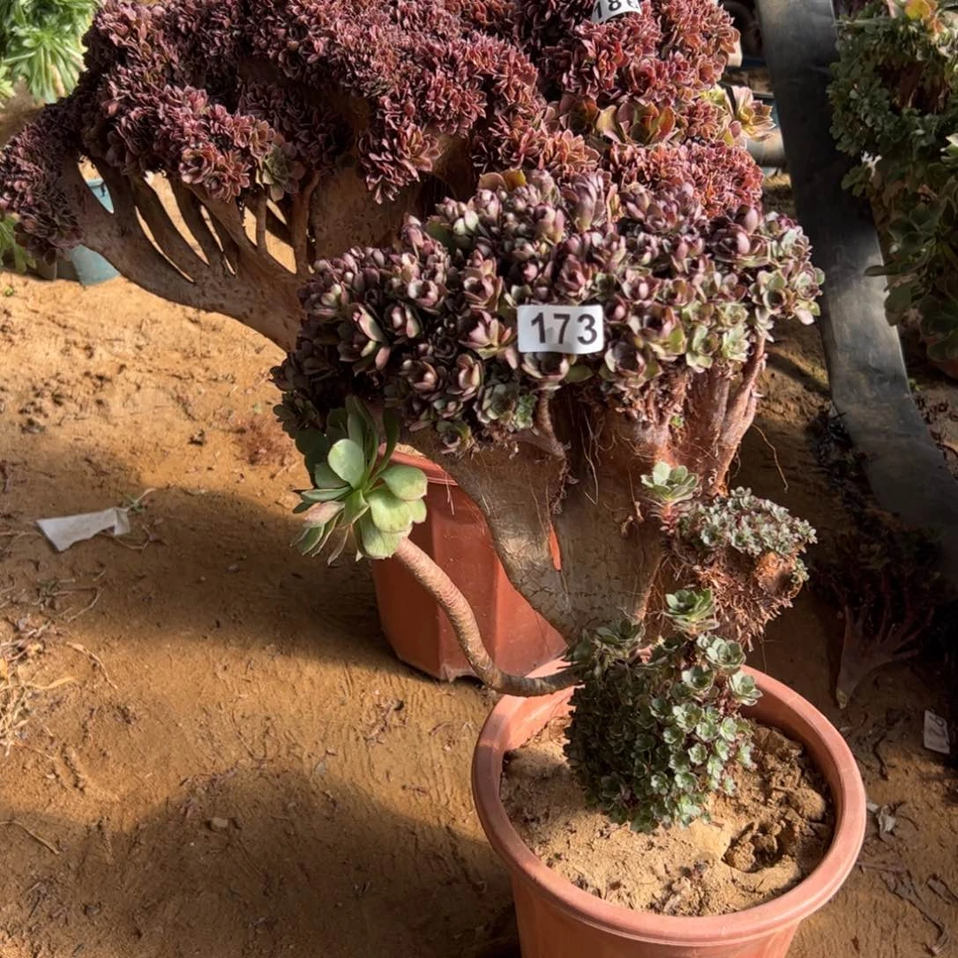 （****）万朵有伤173啦啦啦