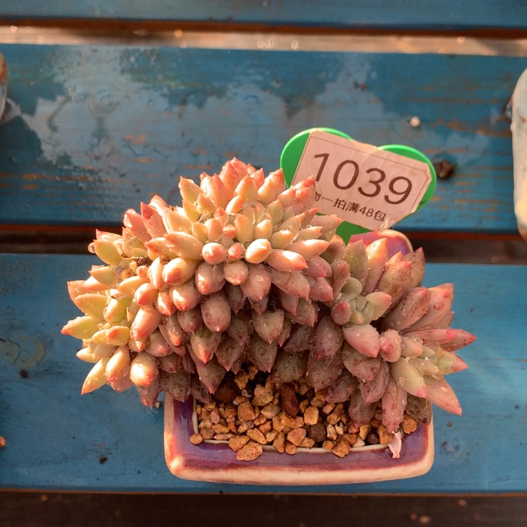 红蜻蜓树缀一物一拍1039