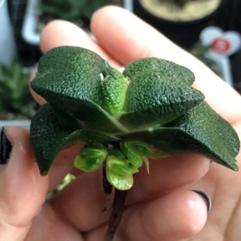 军配蜗牛母本带4个侧牙一起