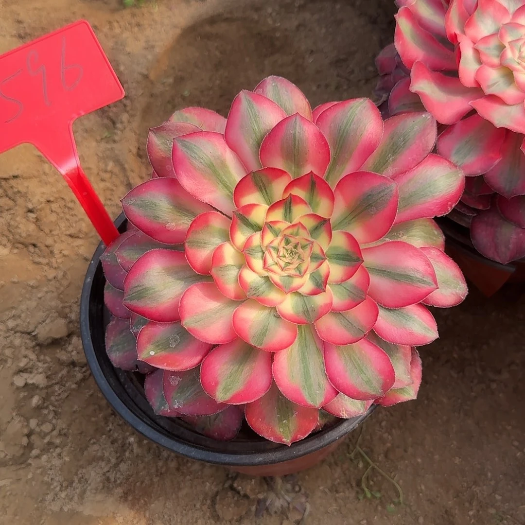 4596爱丽丝多肉法师