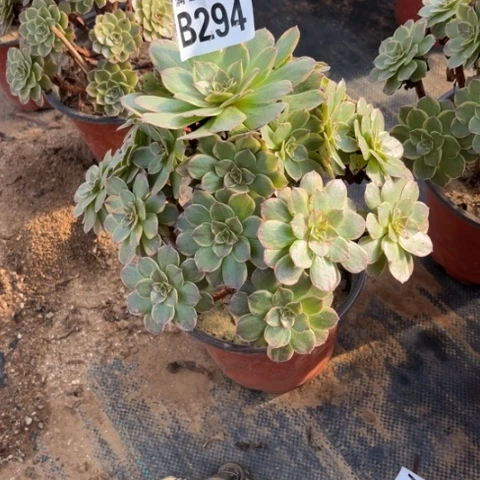 294半夏不包断枝